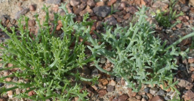Artemisia brevifolia